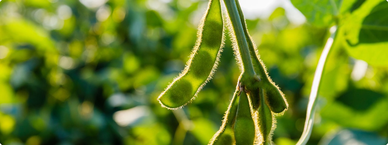 BASF introduces xarvio SeedSelect as part of xarvio FIELD MANAGER